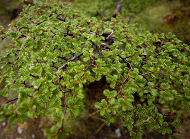 Chile Nativo: Commited to carbon offsetting and reforestation