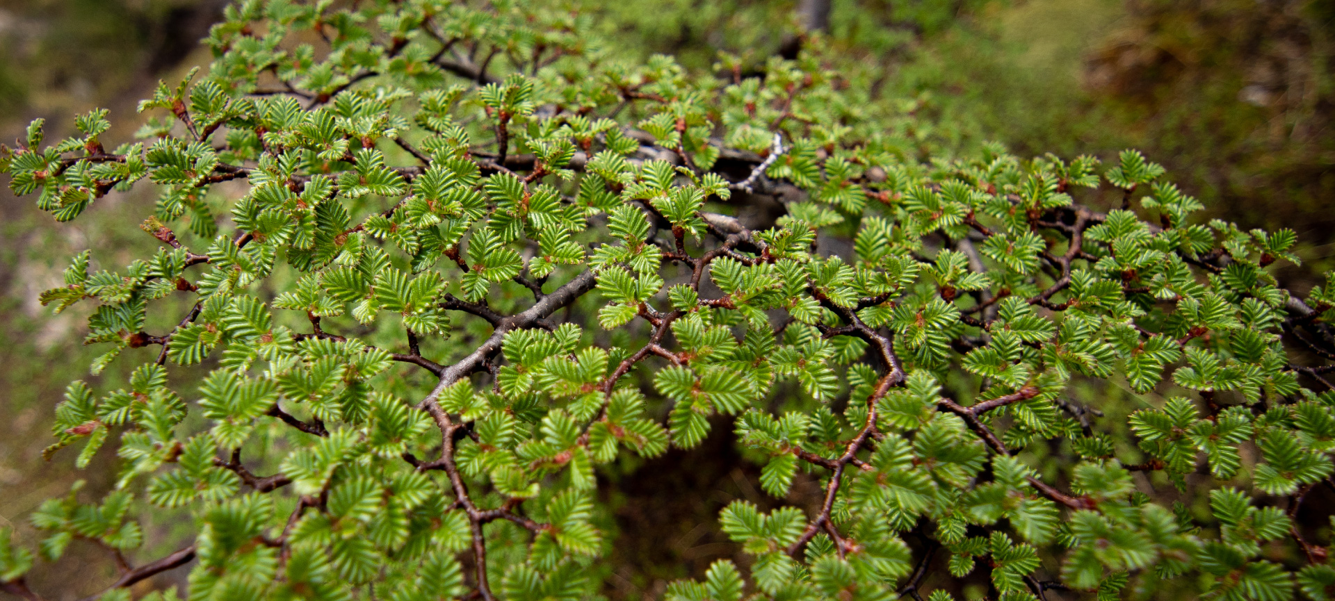 Chile Nativo: Commited to carbon offsetting and reforestation