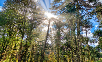 Patagonian Parks Collection