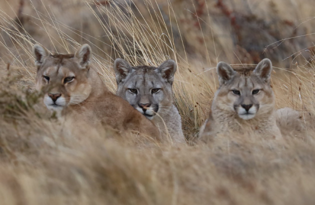 Puma Tracking