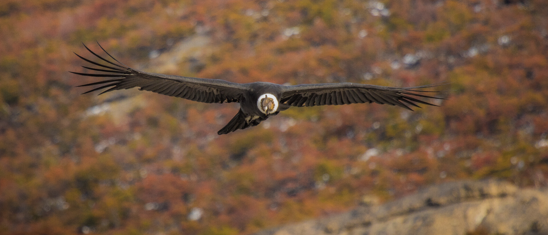 Nature & Wildlife Journeys through Patagonia