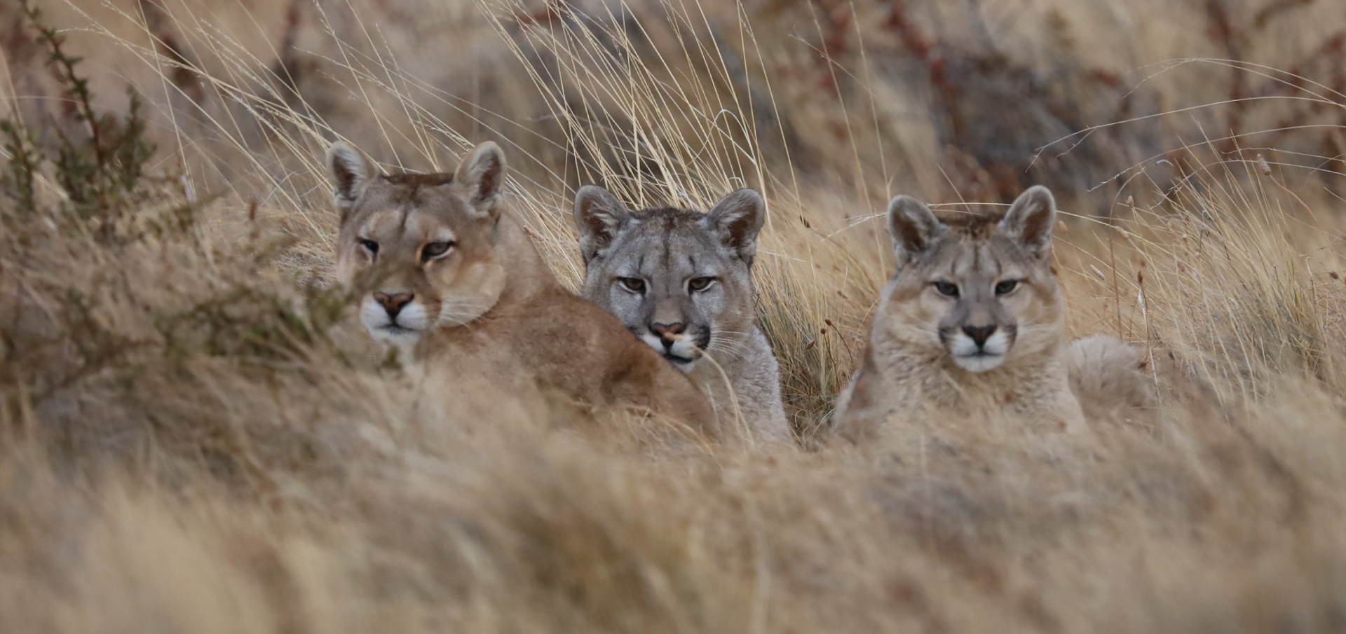 Patagonia Puma Tracking