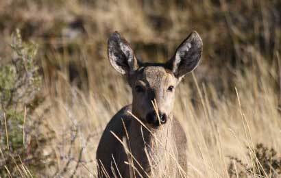 Aportando a la biodiversidad