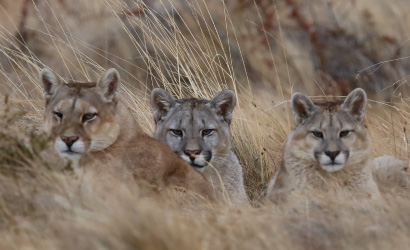 Patagonia Puma Tracking