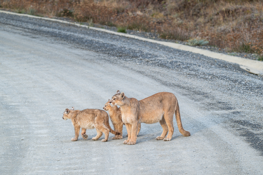 Day 2 - Guided puma tracking and photography safari