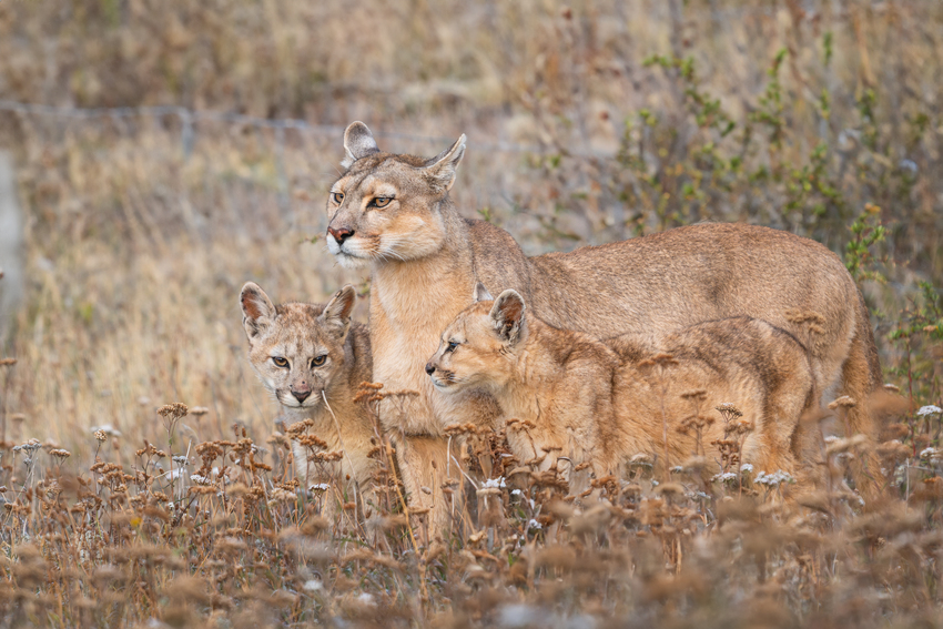 Day 1 - Puma tracking excursion and photo safari