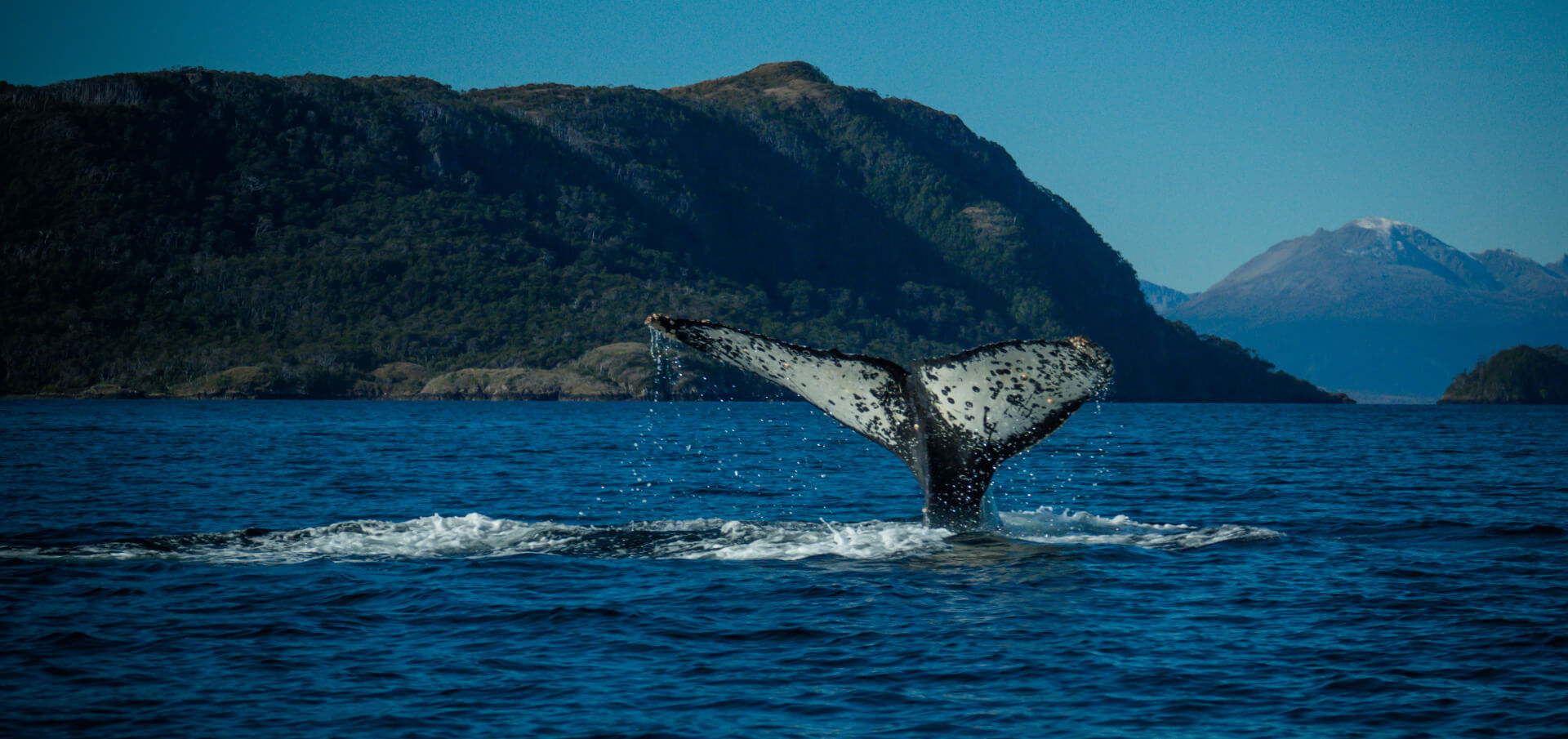 Humpback Whale Watching