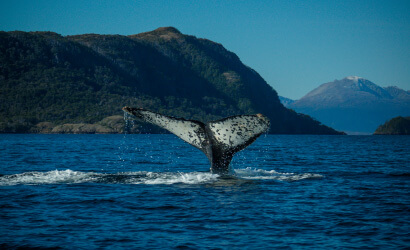 Avistamiento de Ballenas Jorobadas