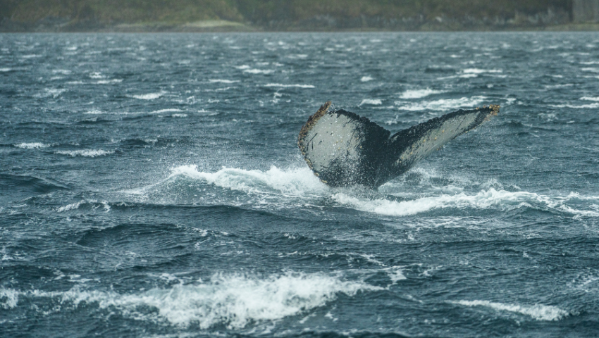 Day 2 - Sailing among marine giants