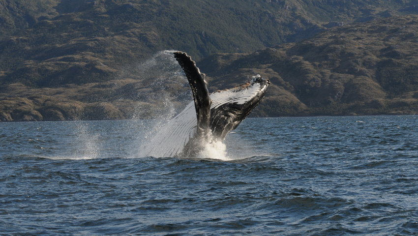 Day 1 - Sailing to Carlos III Island