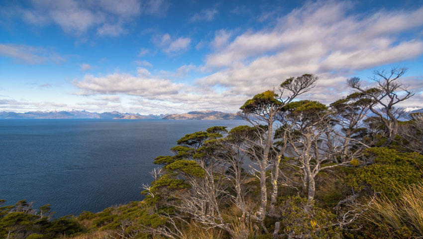 Huemul subpopulation discovered in Cape Froward: A landmark for a future National Park