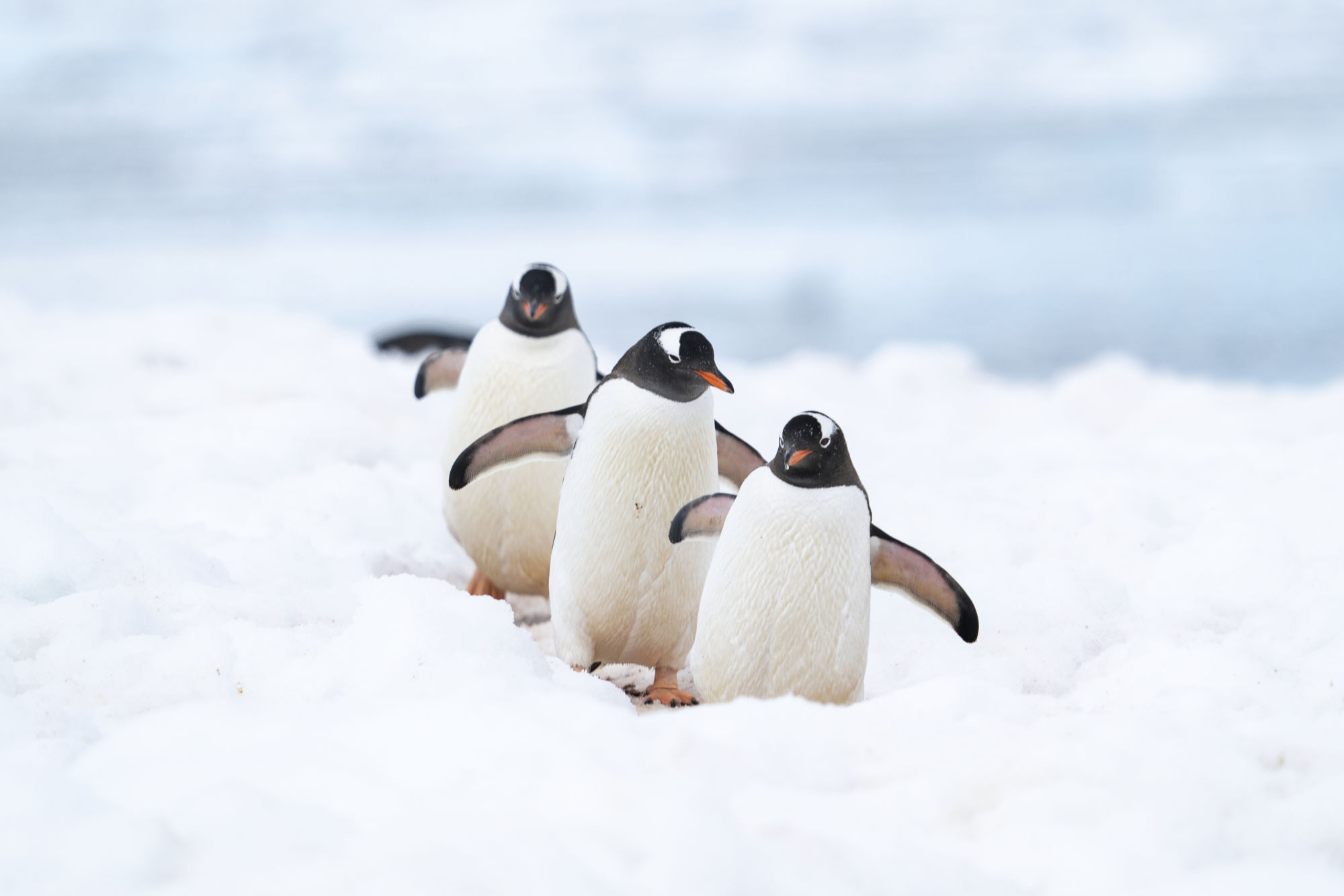 Antarctica
